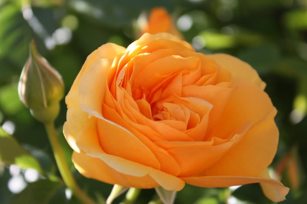 Julia Child - Closeup