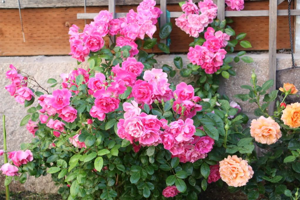 Miniture with Easy Does It