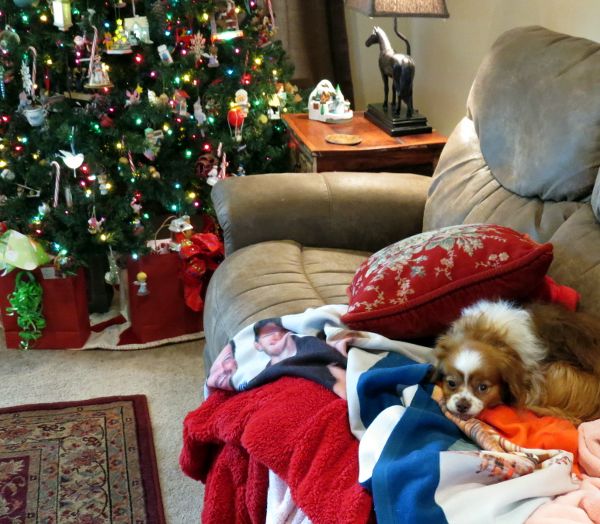 photo abigail_tree2_600.jpg