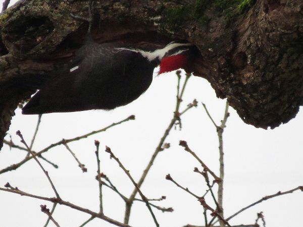 photo 020_600.jpg