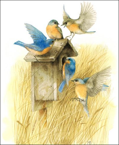 photo Bluebirds 400b.jpg