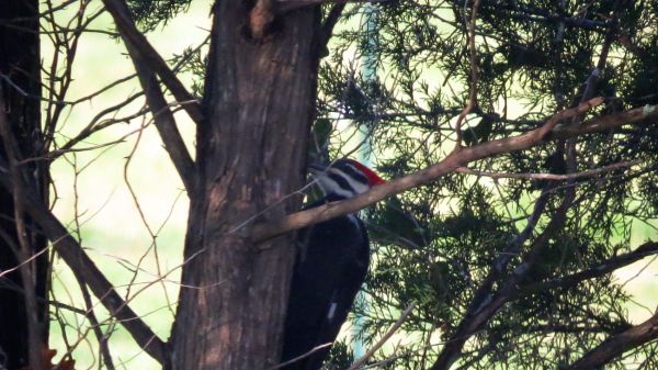photo 003_600.jpg
