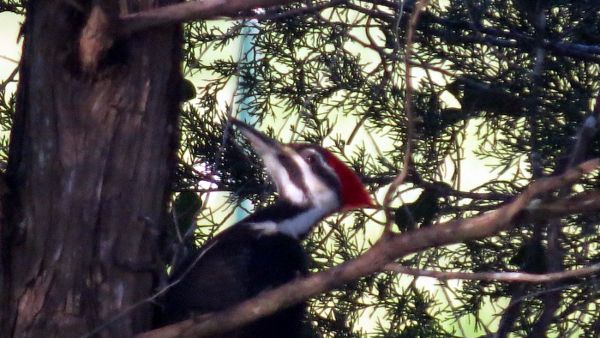 photo 005_600_1.jpg