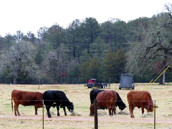 photo 025 cattle_600.jpg