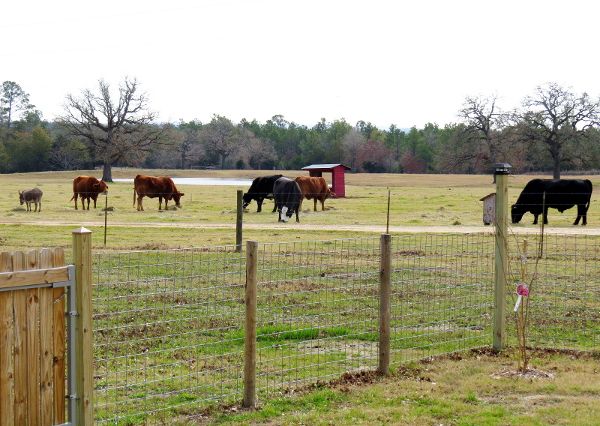 photo hugsandcattle_600.jpg