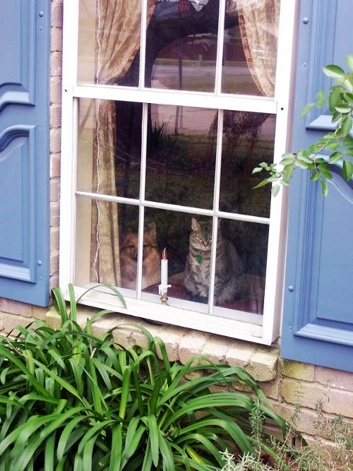 photo window2_500v.jpg