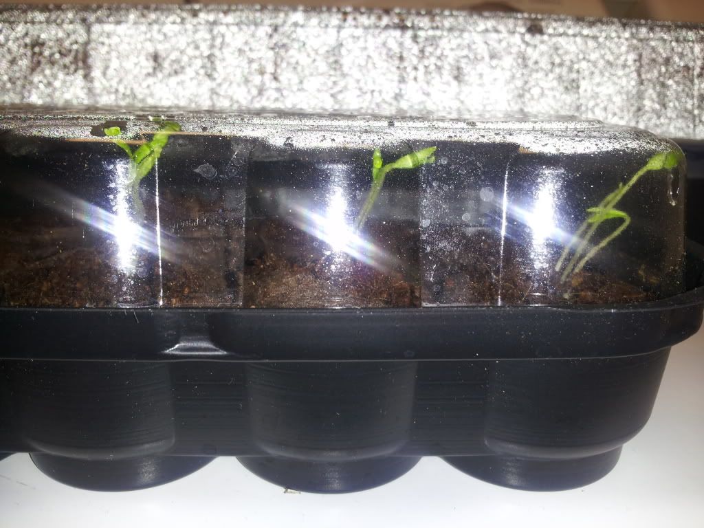 Uploaded from the Photobucket Android App