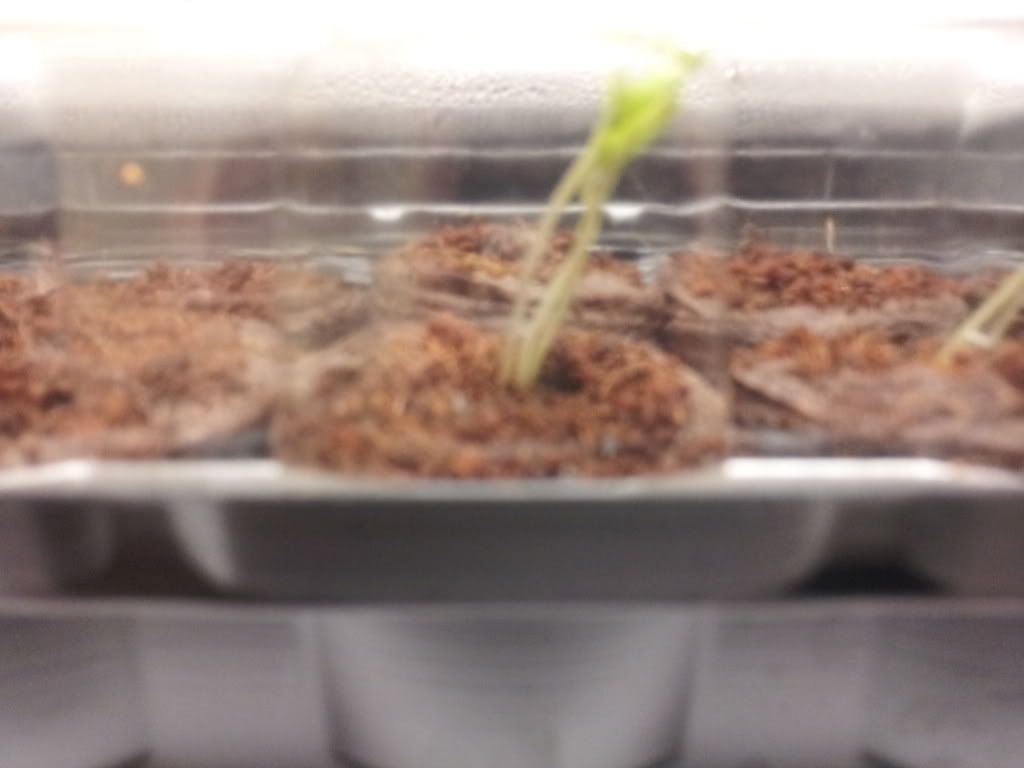 Uploaded from the Photobucket Android App