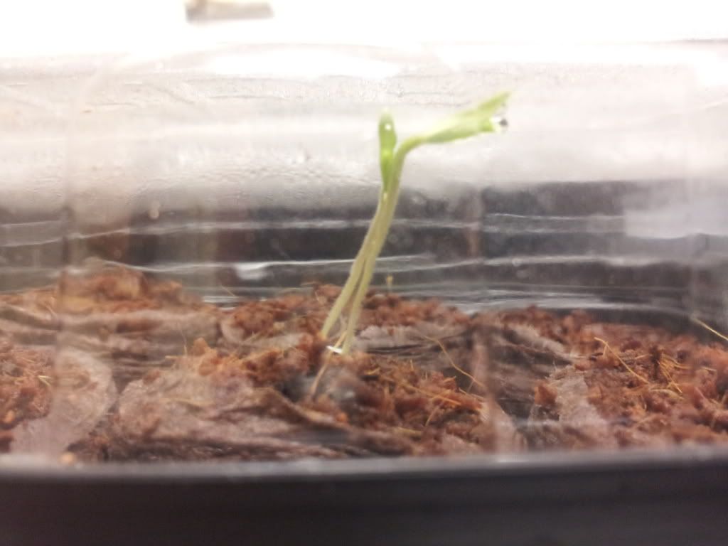 Uploaded from the Photobucket Android App