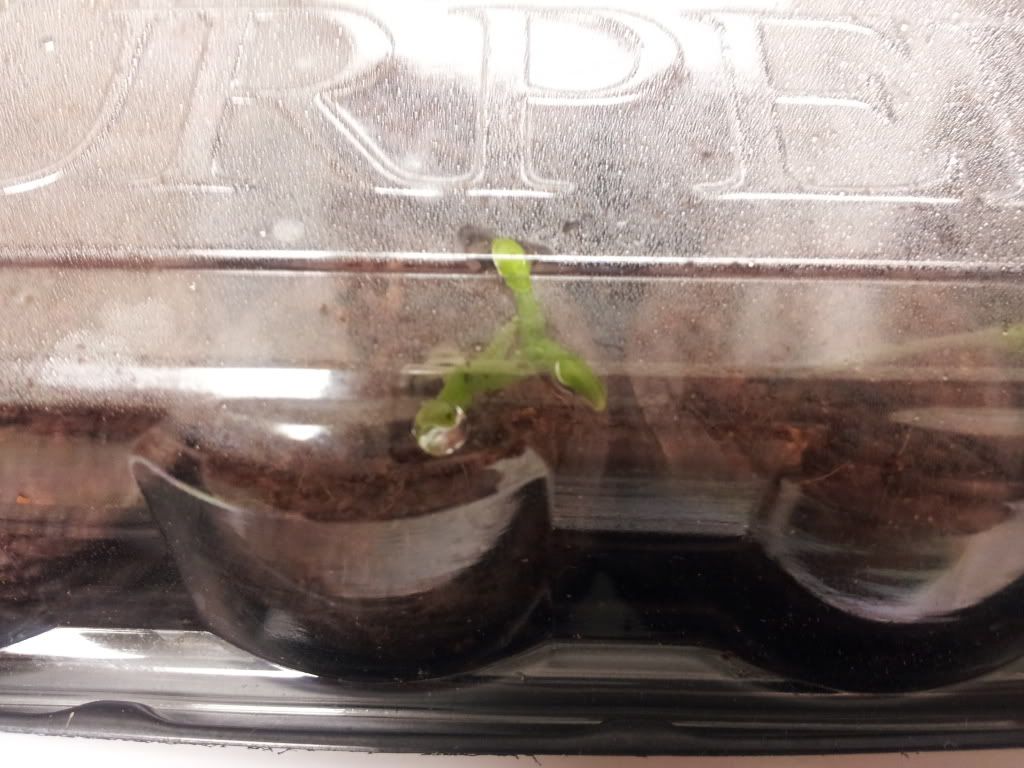 Uploaded from the Photobucket Android App