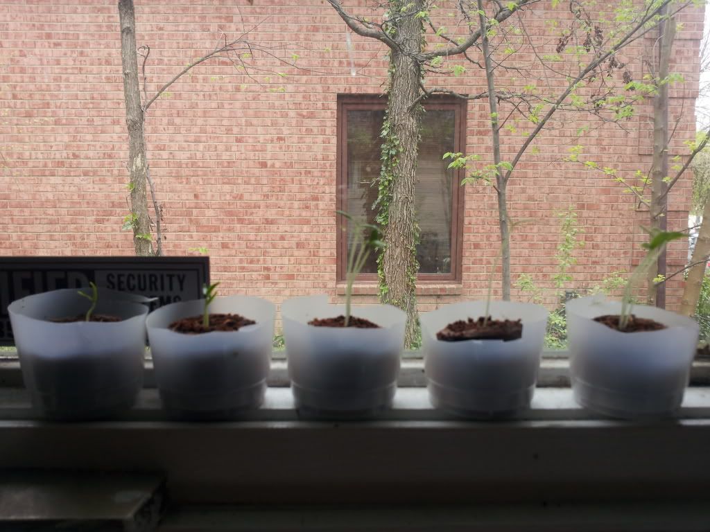 Uploaded from the Photobucket Android App