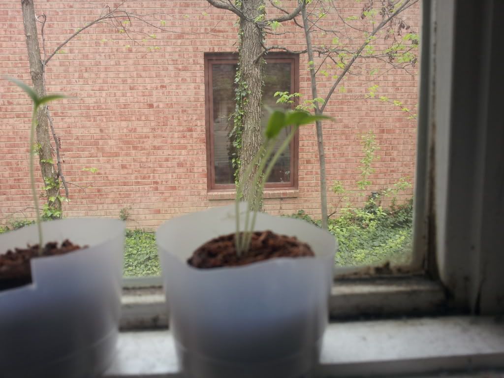 Uploaded from the Photobucket Android App