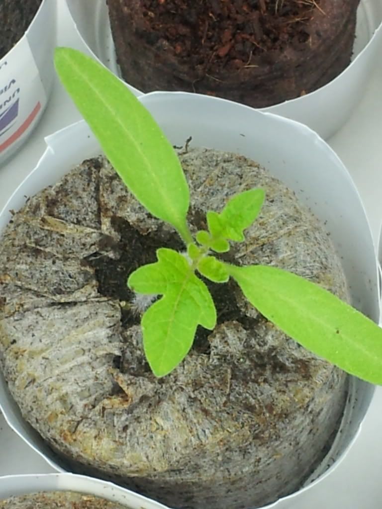 Uploaded from the Photobucket Android App