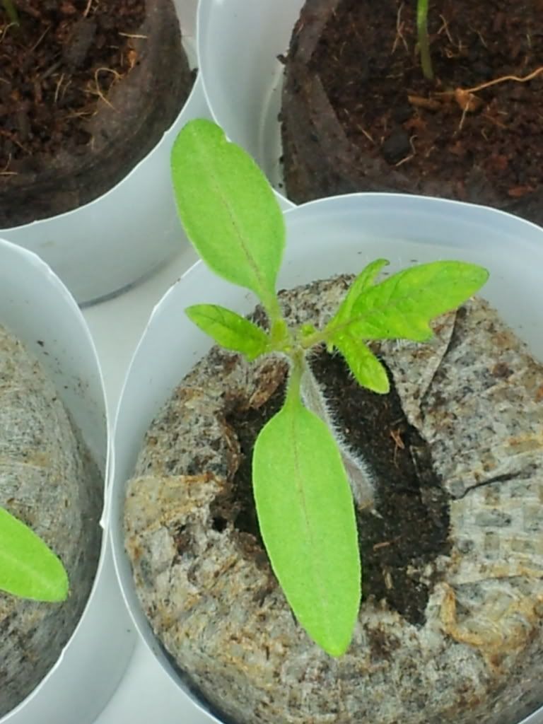 Uploaded from the Photobucket Android App