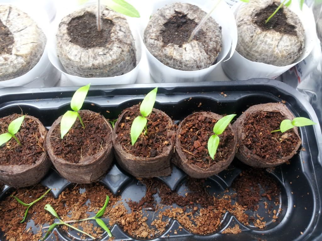 Uploaded from the Photobucket Android App