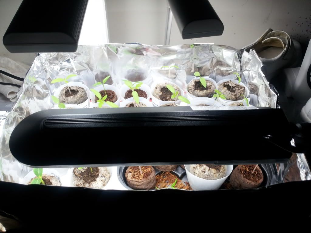 Uploaded from the Photobucket Android App