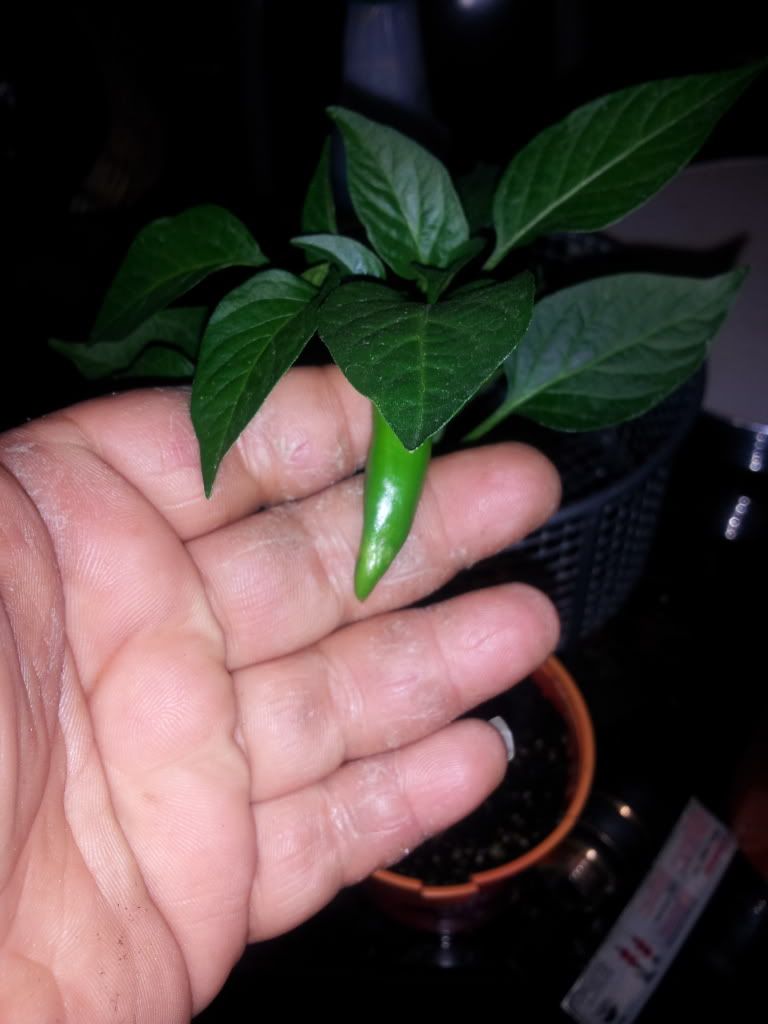 Uploaded from the Photobucket Android App
