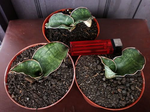 Aneka Sansevieria, Kaktus dan Tanaman Sukulen