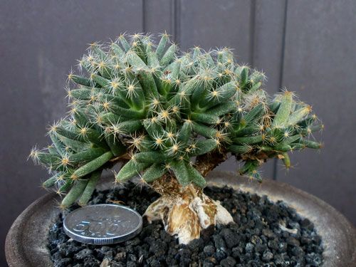 Aneka Sansevieria, Kaktus dan Tanaman Sukulen