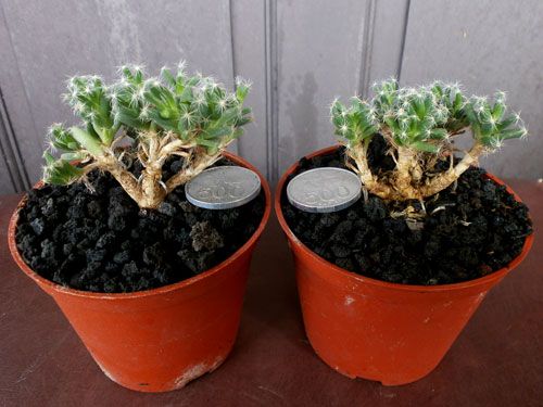 Aneka Sansevieria, Kaktus dan Tanaman Sukulen