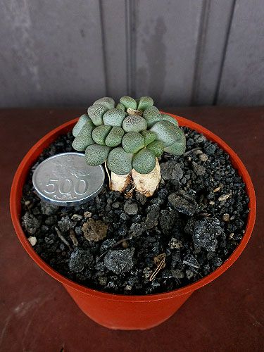 Aneka Sansevieria, Kaktus dan Tanaman Sukulen