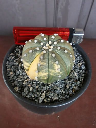 Aneka Sansevieria, Kaktus dan Tanaman Sukulen