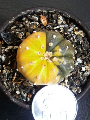 Aneka Sansevieria, Kaktus dan Tanaman Sukulen
