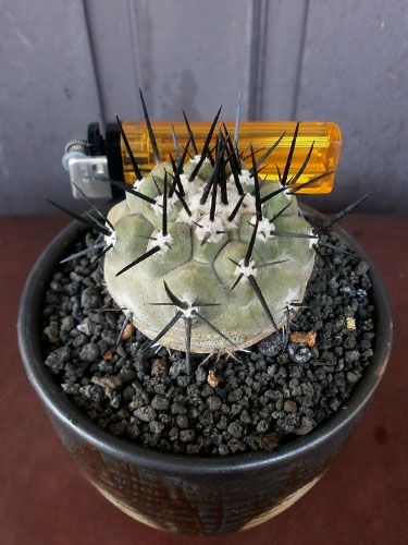 Aneka Sansevieria, Kaktus dan Tanaman Sukulen