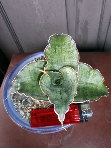 Aneka Sansevieria, Kaktus dan Tanaman Sukulen