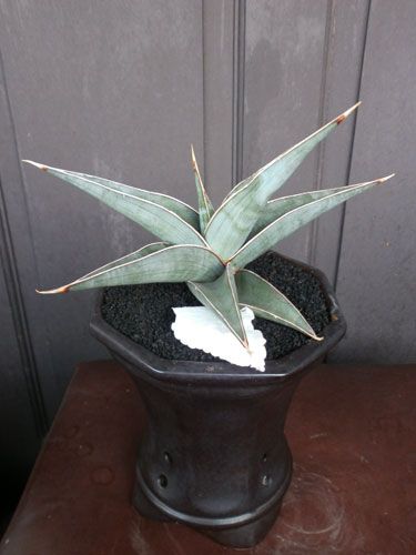 Aneka Sansevieria, Kaktus dan Tanaman Sukulen
