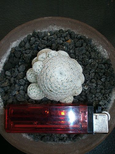Aneka Sansevieria, Kaktus dan Tanaman Sukulen