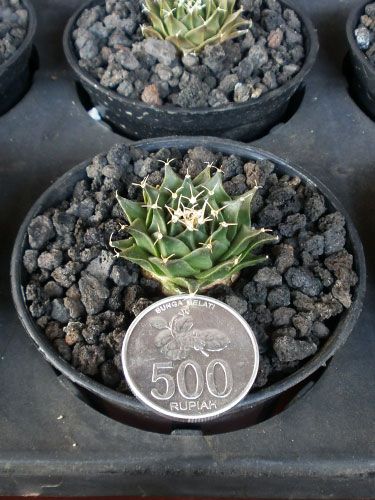 Aneka Sansevieria, Kaktus dan Tanaman Sukulen