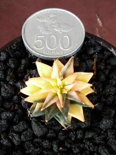 Aneka Sansevieria, Kaktus dan Tanaman Sukulen