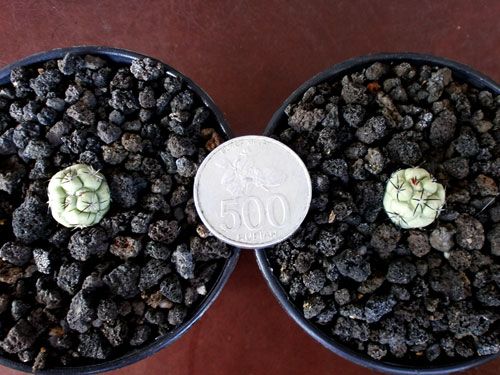 Aneka Sansevieria, Kaktus dan Tanaman Sukulen