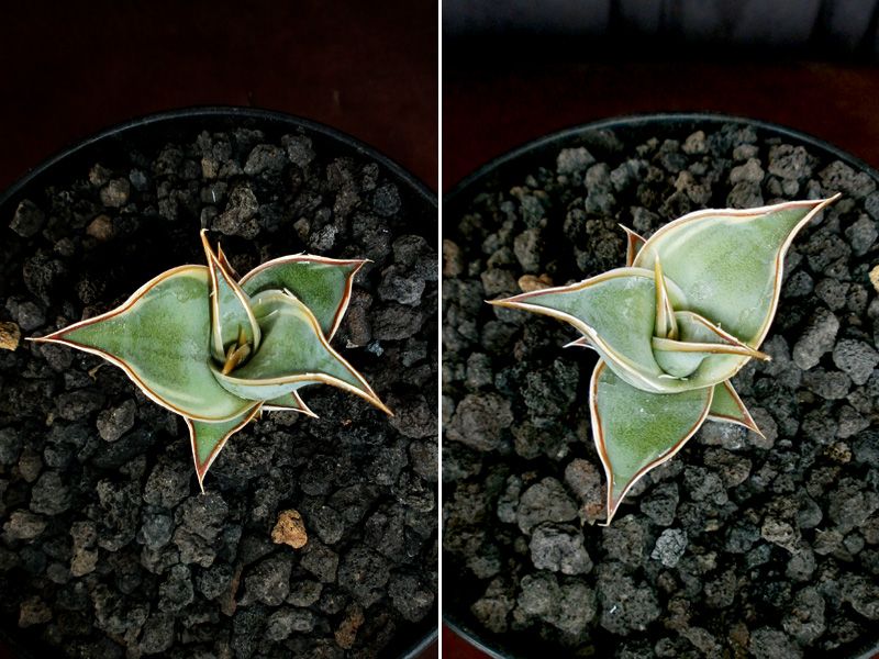 Aneka Sansevieria, Kaktus dan Tanaman Sukulen
