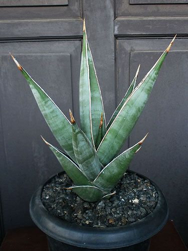 Aneka Sansevieria, Kaktus dan Tanaman Sukulen