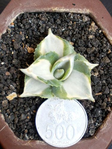 Aneka Sansevieria, Kaktus dan Tanaman Sukulen