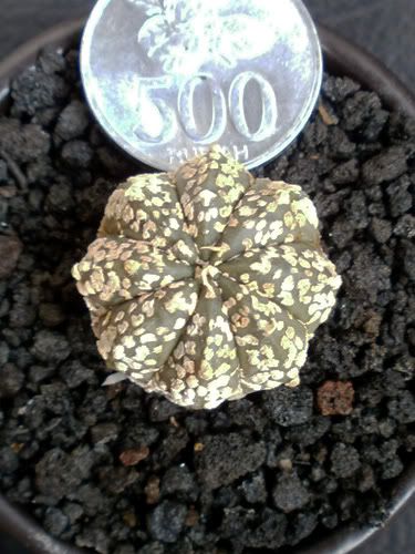 Aneka Sansevieria, Kaktus dan Tanaman Sukulen