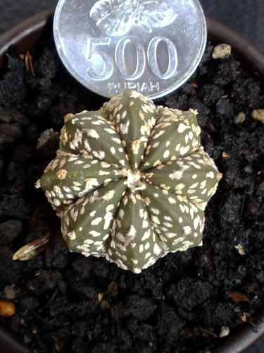 Aneka Sansevieria, Kaktus dan Tanaman Sukulen