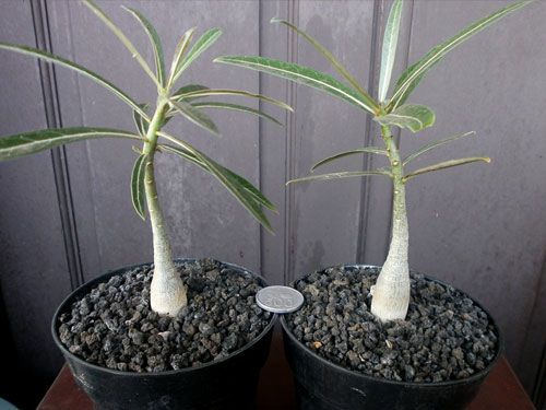 Aneka Sansevieria, Kaktus dan Tanaman Sukulen