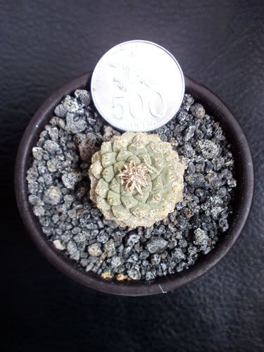 Aneka Sansevieria, Kaktus dan Tanaman Sukulen