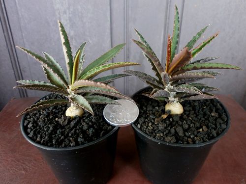 Aneka Sansevieria, Kaktus dan Tanaman Sukulen