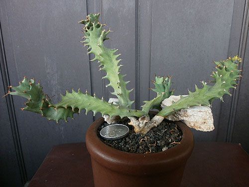 Aneka Sansevieria, Kaktus dan Tanaman Sukulen