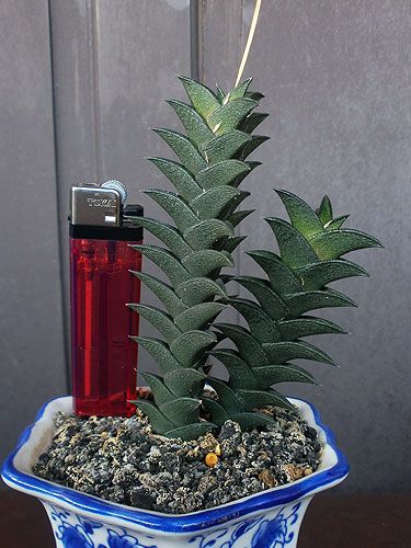 Aneka Sansevieria, Kaktus dan Tanaman Sukulen