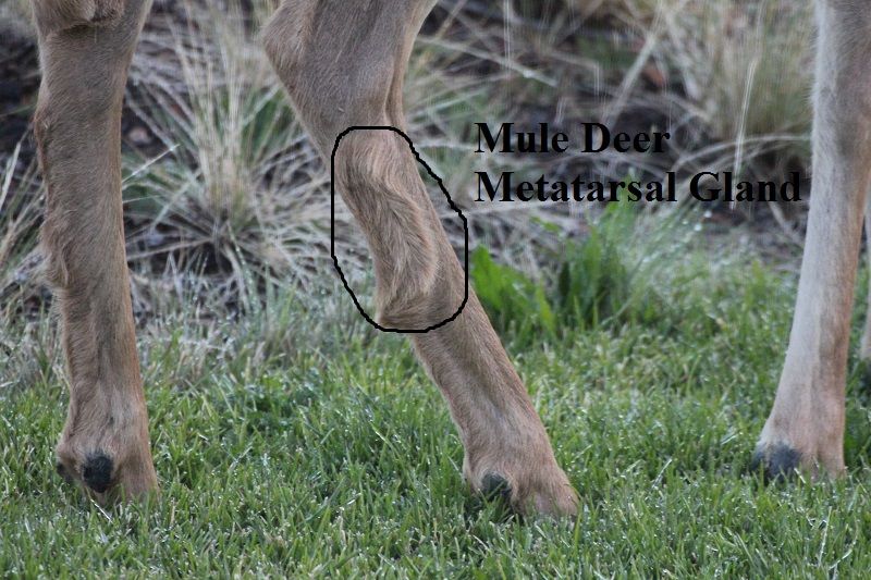 deer metatarsal