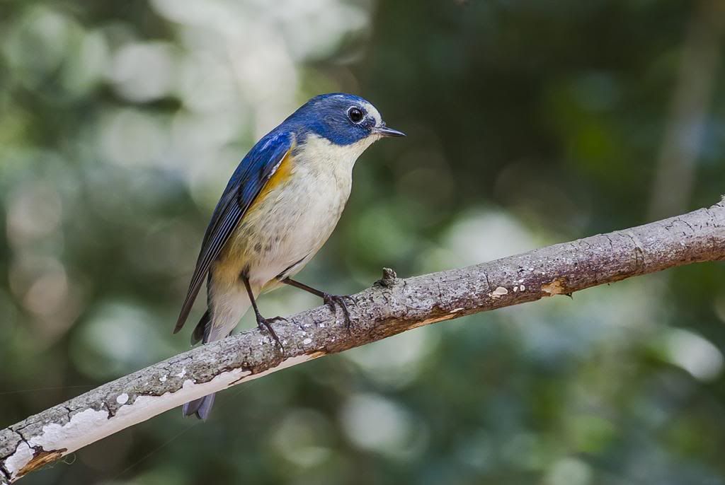 http://i1156.photobucket.com/albums/p570/gingerman00/Red-Flanked%20Bluetail/IMG_2834_zpsf0d50bf6.jpg