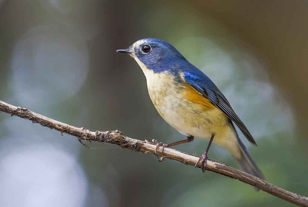http://i1156.photobucket.com/albums/p570/gingerman00/Red-Flanked%20Bluetail/IMG_2972_zps6e08ab8d.jpg