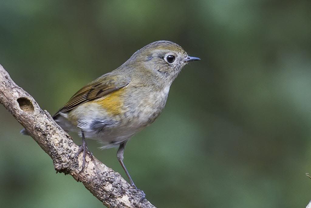 http://i1156.photobucket.com/albums/p570/gingerman00/Red-Flanked%20Bluetail/IMG_2989_zps35b5b6e9.jpg