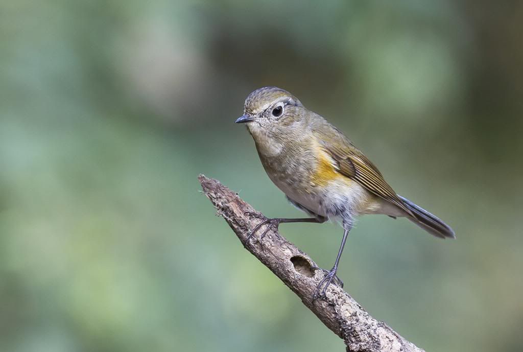 http://i1156.photobucket.com/albums/p570/gingerman00/Red-Flanked%20Bluetail/IMG_3031_1_zps69c8d15e.jpg