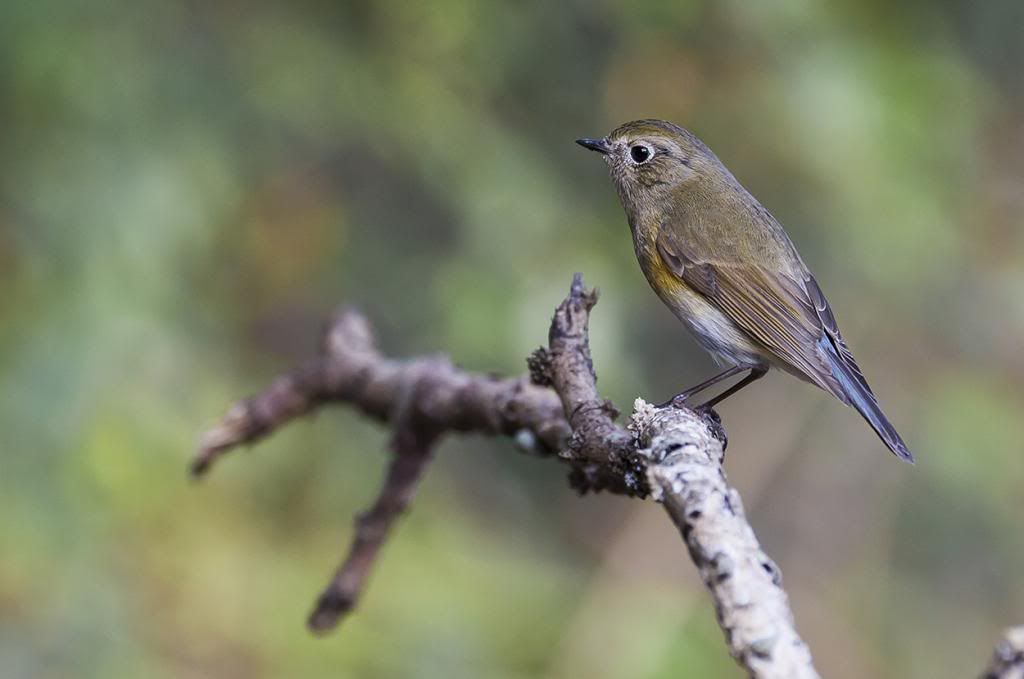 http://i1156.photobucket.com/albums/p570/gingerman00/Red-Flanked%20Bluetail/IMG_3037_zpscf802777.jpg